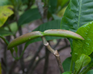 Thornton's Lemon Drop Plumeria Seed Pod