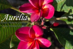 Aurelia_6021.jpg