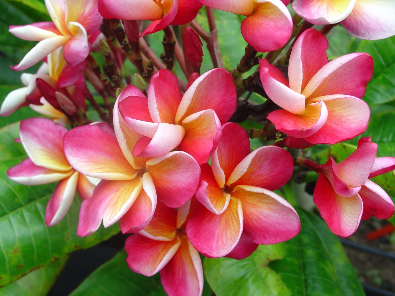 Images tagged "plumeria" .