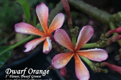 Dwarf-Orange_7104.jpg