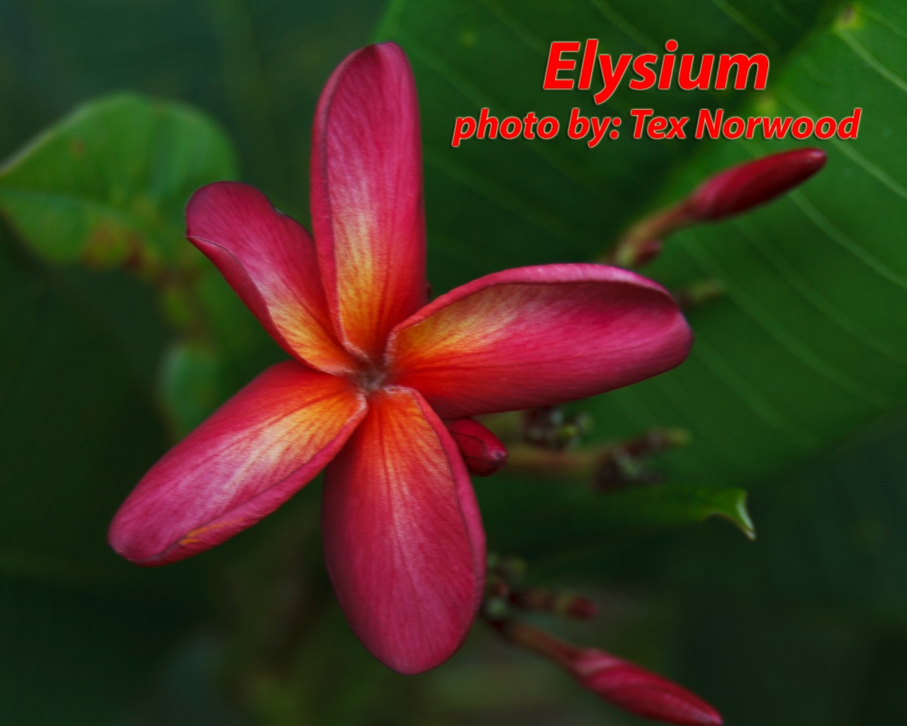 Elysium--Mardi-Gras-Seedling-09A_5254.jpg