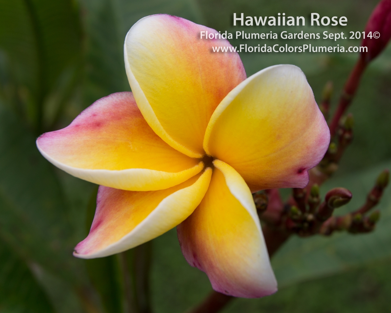 Hawaiian-Rose_6994.jpg