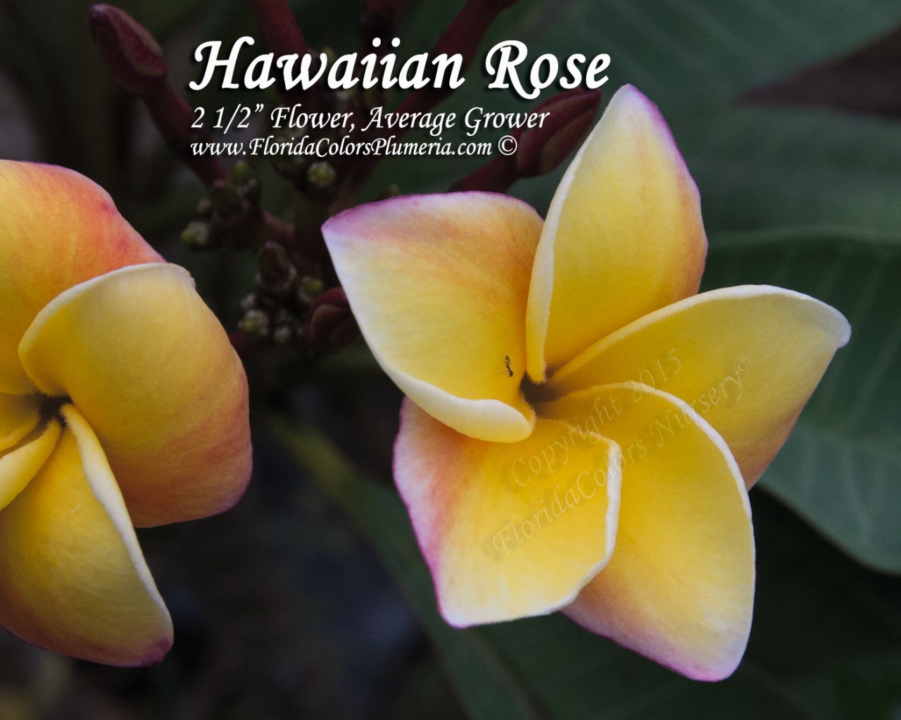 Hawaiian-Rose_9167.jpg