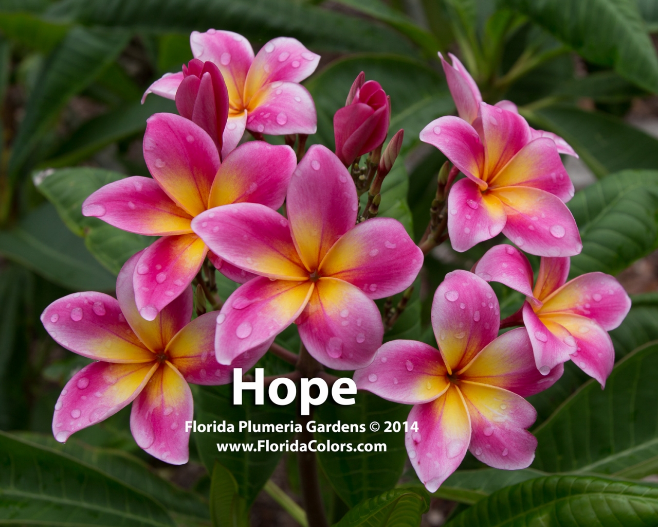Hope_6752.jpg