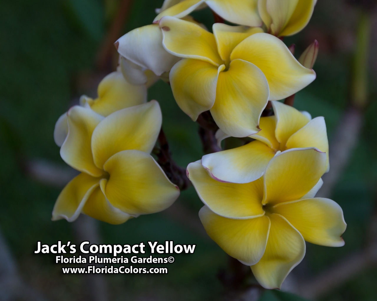 Jacks-Compact-Yellow_8751.jpg