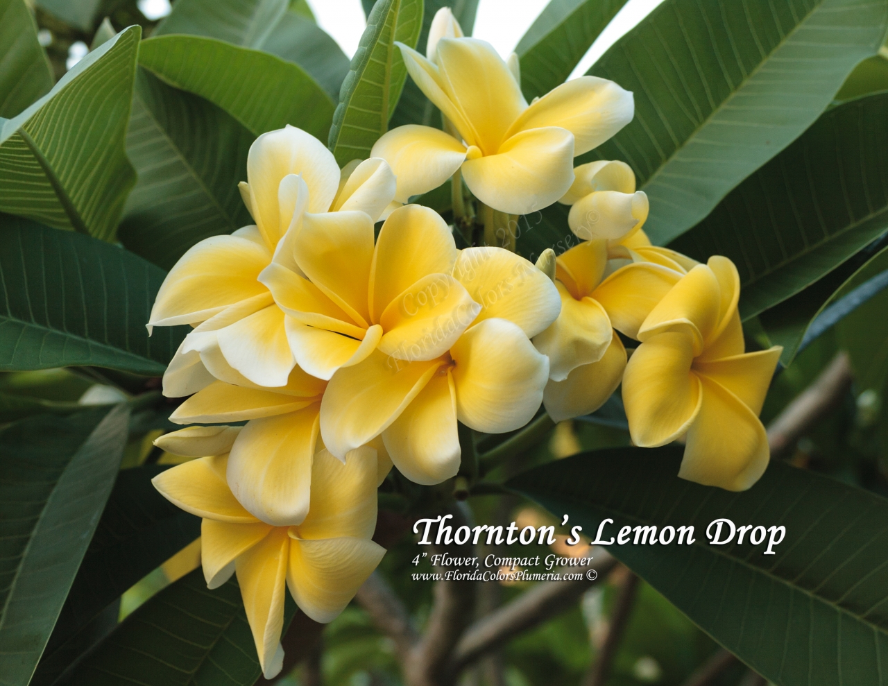 Thorntons-Lemon-Drop_0311.jpg