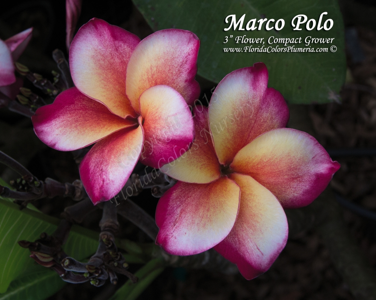 Marco-Polo_8594.jpg