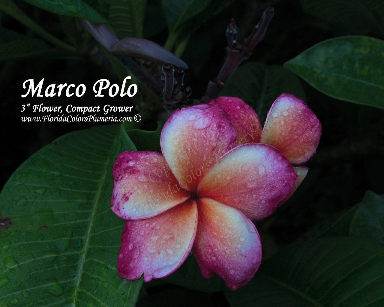 Marco-Polo_9951.jpg