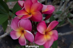 Marengo_9506.jpg