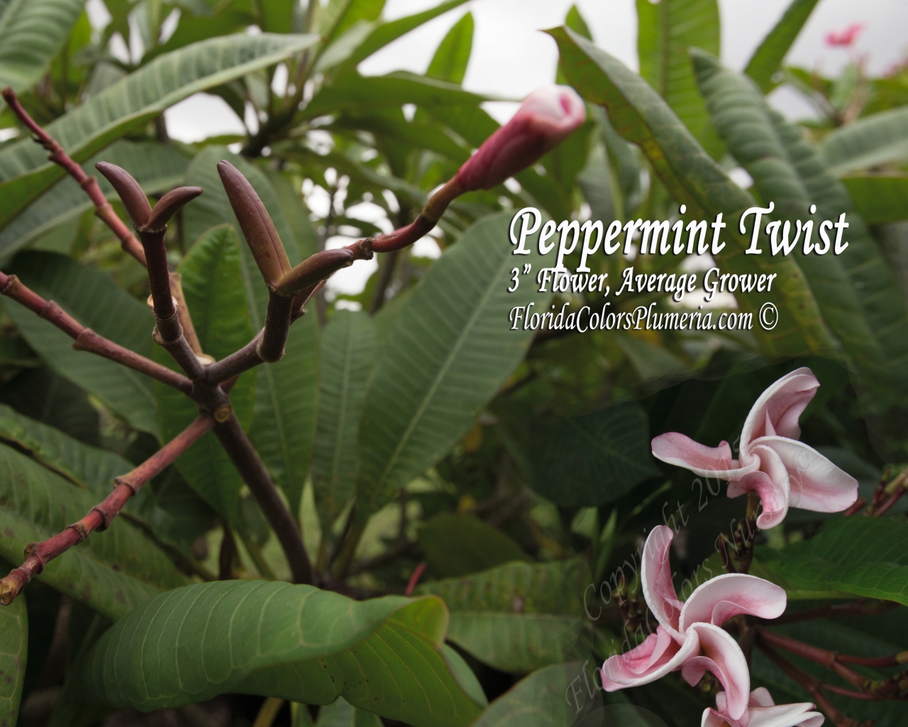 Peppermint-Twist_0585.jpg